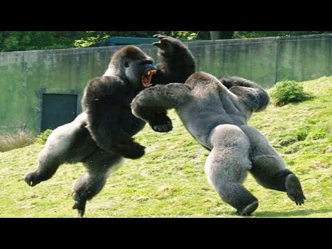 Видео: ГОРИЛЛЫ - короли джунглей! Грозные и не менее умные обезьяны, с которыми лучше не шутить!