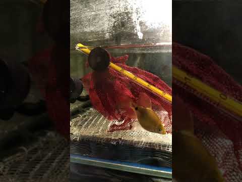 Видео: Отсаживаю огненных барбусов на нерест.