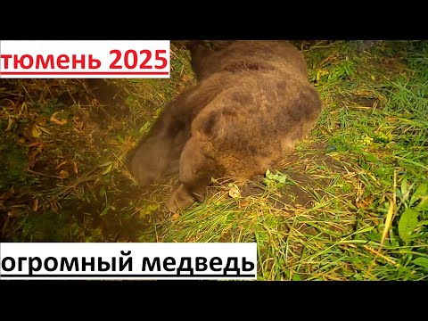 Видео: охота на медведя 2025   добыт гигант
