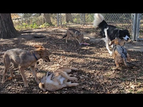 Видео: Бордер-колли — лучший друг африканских шакалов.