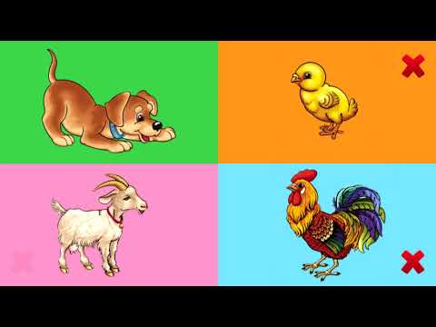 Видео: Йорт хайваннары - Песи, Эт, Куян / Домашние животные - Кошка, Собака, Заяц