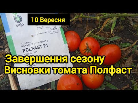 Видео: Томат Полфаст. Висновки сезону 2025.