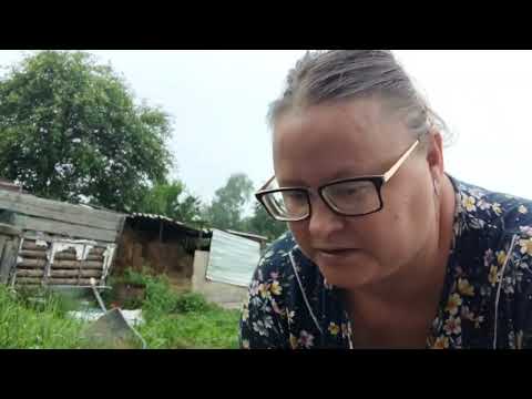 Видео: Уже краснеют .она их любит.,🫑🫑