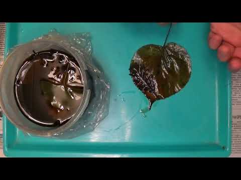 Видео: Хранение листьев для гальванопластики