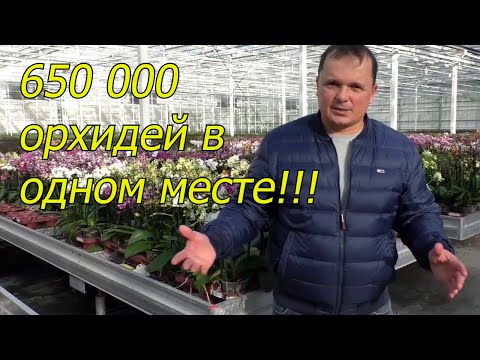 Видео: Орхидеи от рассады до пышного цветения. Голландские технологии.