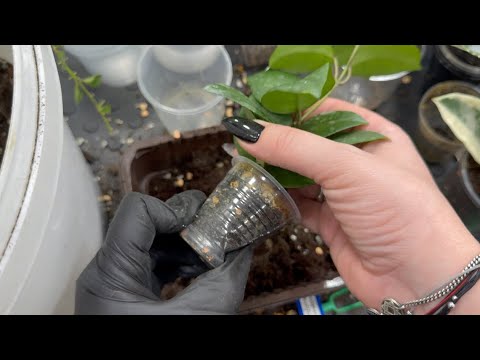 Видео: Хойи. Пересадка.💚