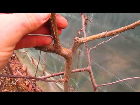 Видео: КОГДА МОЖНО ПРИВИВАТЬ ВЕСНОЙ.