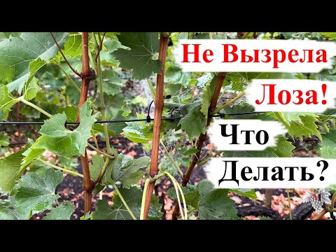 Видео: НЕ ВЫЗРЕЛА Лоза ВИНОГРАДА! Что ДЕЛАТЬ?