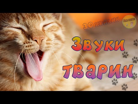 Видео: ЗВУКИ ЖИВОТНЫХ - СБОРНИК - Развивающие видео для детей