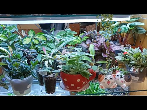 Видео: Про Свет. Как не надо делать)
