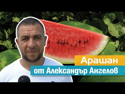 Видео: Арашан: добруджанската диня при Александър Ангелов