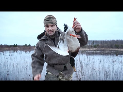 Видео: Охота на селезня с манной уткой. Разные виды уток садились в лужу.