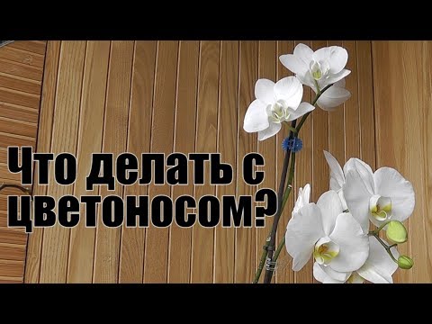 Видео: как обрезать цветонос.Желтеет цветонос у орхидеи.Что делать с цветоносом?