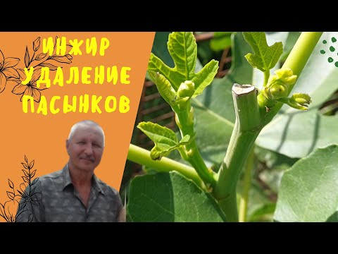 Видео: ИНЖИР. Удаление пасынков.