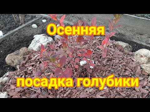 Видео: Осенняя посадка голубики