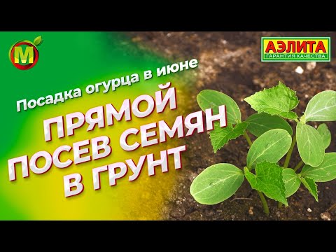 Видео: ПОСАДКА ОГУРЦОВ. Прямой посев семян в грунт!