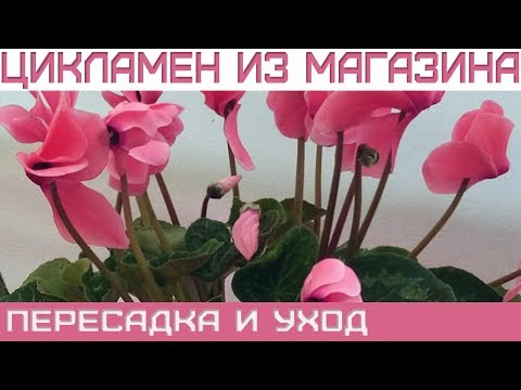 Видео: Цикламен из магазина, что делать?