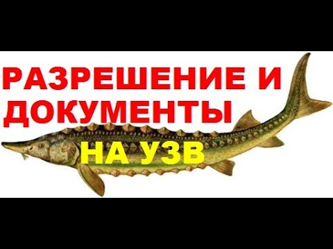 Видео: РАЗРЕШЕНИЕ И ДОКУМЕНТЫ НА УЗВ