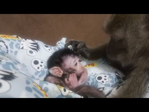 Видео: Темон действительно любит Себу