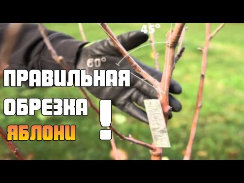 Видео: Как правильно обрезать яблоню осенью для максимального урожая