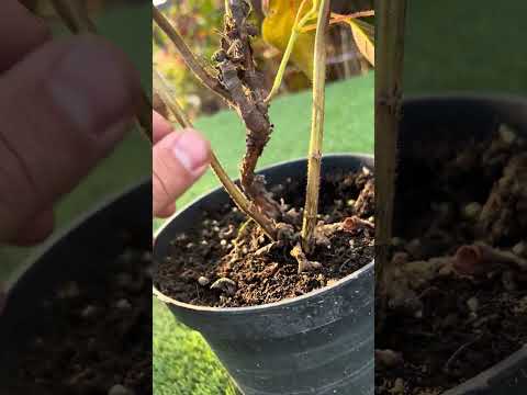 Видео: Гортензия шершавая Хот Шоколад