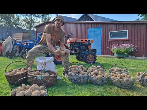 Видео: Коп🥔🥔 Сорт Веннета‼️Ох і вродила‼️10кг посадили,що накопали❓️Кубота і Крючков в роботі‼️