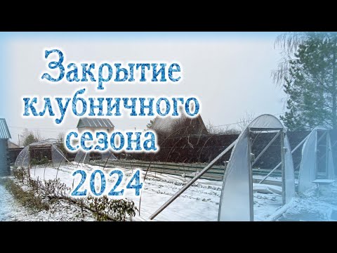 Видео: Закрытие клубничного сезона 2024