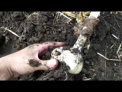 Видео: РОКАМБОЛЬ - КОГДА НУЖНО УБИРАТЬ УРОЖАЙ !