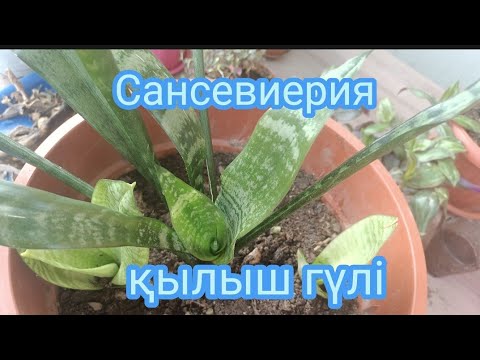 Видео: Қылыш гүлін көбейту және дұрыс күтім жасау.🌺🌺Гүлдер әлемі.