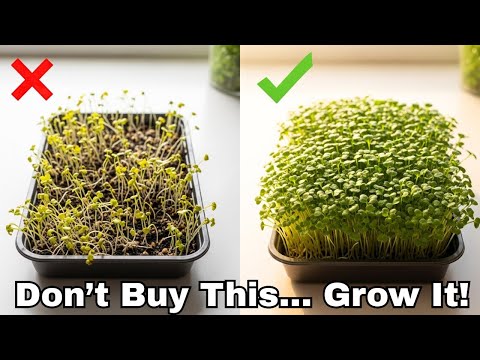 Видео: 7 лучших видов микрозелени, которые стоит выращивать