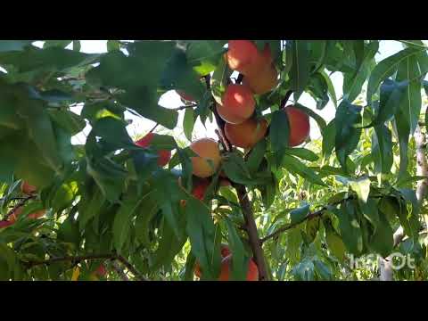 Видео: Я знову з квітами # персики вгинають гілля# розпаковка. 