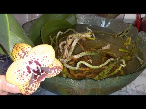 Видео: ОРХИДЕИ Анаконда с Минимум Субстрата,Обработка с Забытым супер Средством КОРНИ преть больше не будут