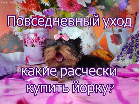 Видео: Как ухаживать за йорком. Расчески и инструмент