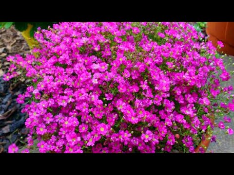 Видео: ПОСЕЙТЕ ЭТОТ ЦВЕТОК СРАЗУ в ГРУНТ! Цветок с обильным цветением и минимальным уходом. Без рассады