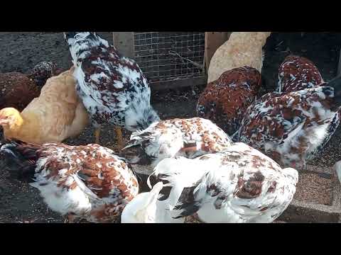 Видео: Ливенские ситцевые куры, они были мечтой. И я их нашла!