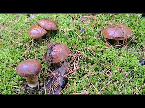 Видео: Грибная охота 12.11.2025