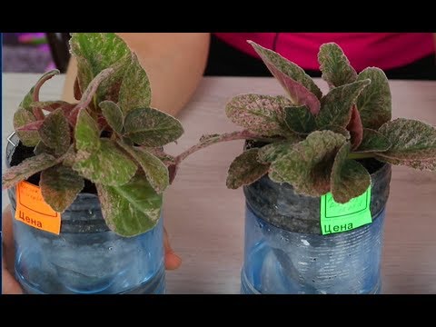 Видео: Домашний Цветочный Бизнес ! Работа с пестролистными глоксиниями