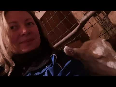 Видео: Сода для коз.