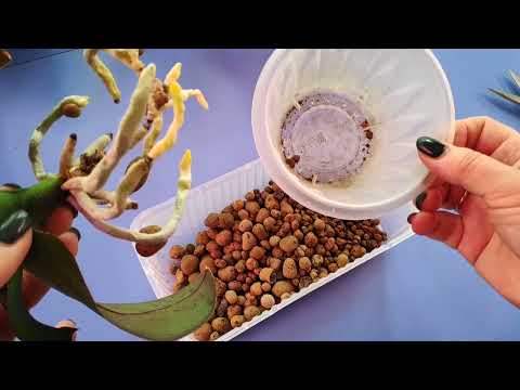 Видео: 18.05.22.пересадка ОРХИДЕИ из керамзита в кокосовый грунт.