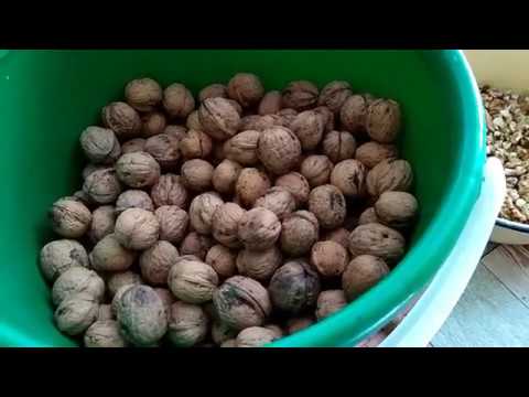 Видео: Орехи на хранение. Особенности