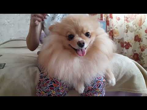 Видео: Шпиц Лада 10 месяцев.