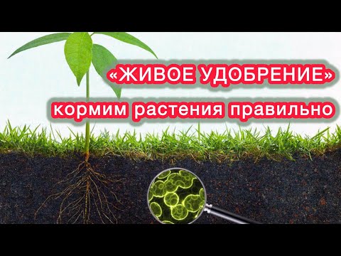 Видео: ГОЛОВА ИДЁТ КРУГОМ - какими удобрениями пользоваться. Вопрос-ответ