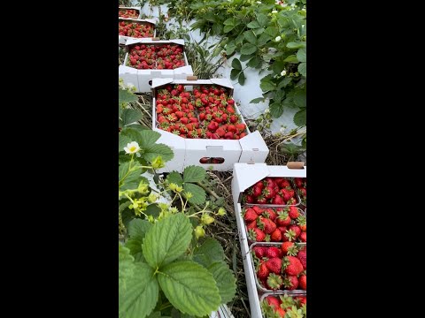 Видео: Мой путь клубничника, клубника в Новосибирске Сибири