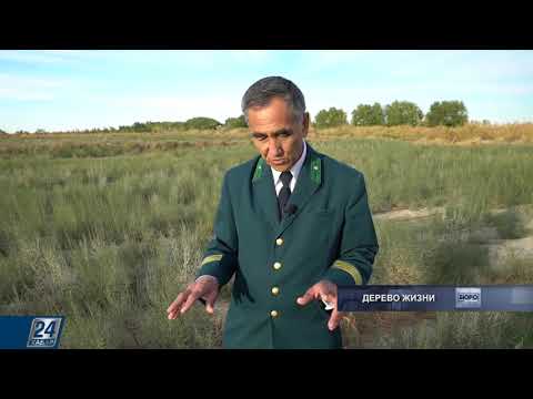 Видео: Дерево жизни | Бюро расследований