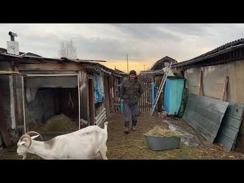 Видео: Заболела Белка.Кетоз.Лечение//Обо всем понемногу//