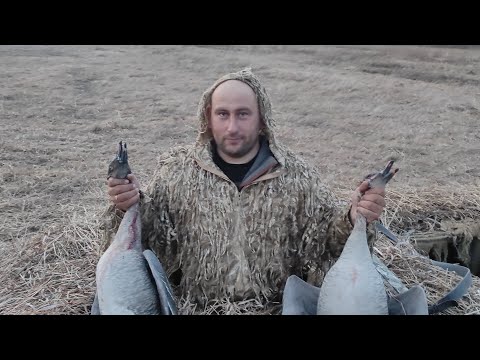 Видео: Охота на гуся 2023.Ни дня без гуся ч.1
