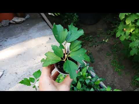 Видео: Гибискус сирийский. Размножение черенками. Зимовка