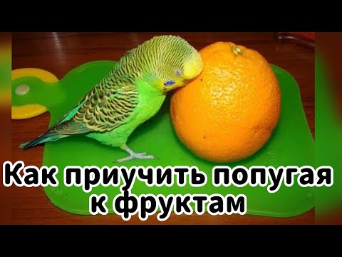 Видео: КАК ПРИУЧИТЬ ПОПУГАЯ К ФРУКТАМ