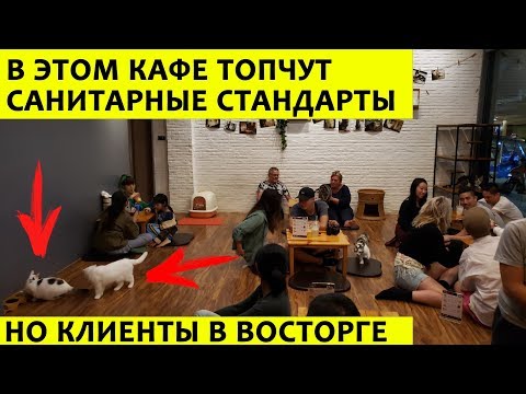 Видео: Пушистый секрет: как открыть 20-е кафе на районе и не разориться