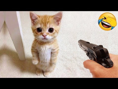 Видео: Самые смешные видео с кошками и собаками 2025 года😼🐶Постарайтесь не засмеяться😜